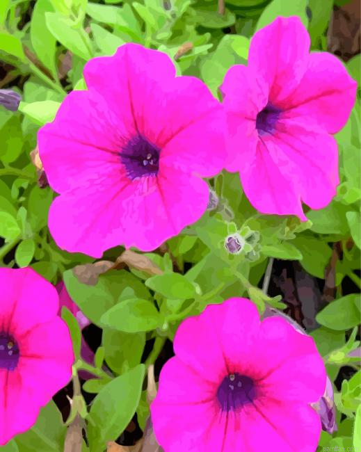 Pink Petunia Paint By Number.png