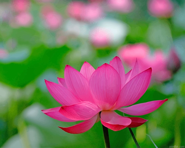Pinky Lotus Flower New Paint By Numbers.png