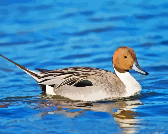 Pintail Paint By Numbers.png
