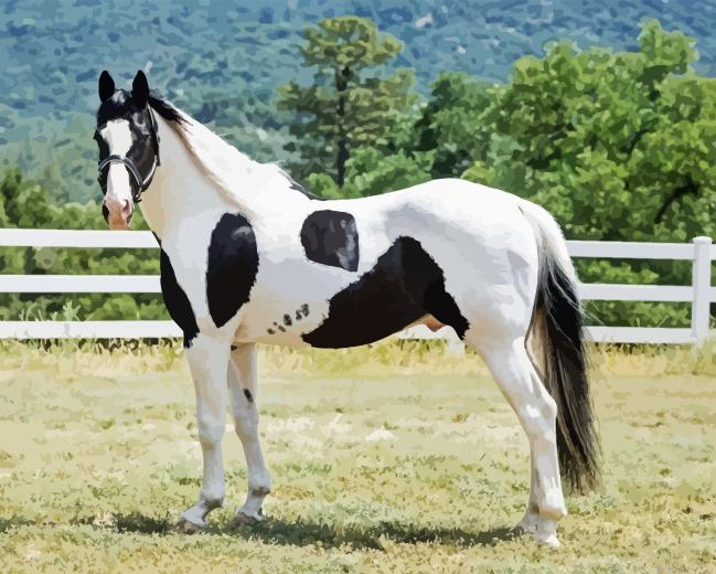 Pinto Horse Paint By Numbers.png