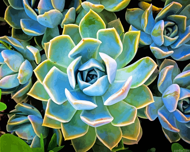 Plante Succulente New Paint By Numbers.png