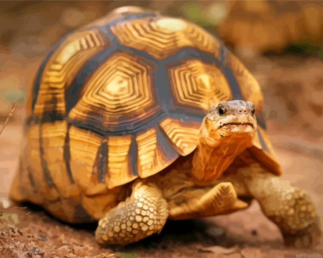 Ploughshare Tortoise Paint By Number.png