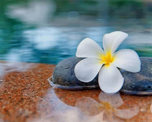 Plumeria Flower In Water New Paint By Numbers.png