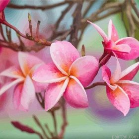 Plumeria Flowers Paint By Numbers.png