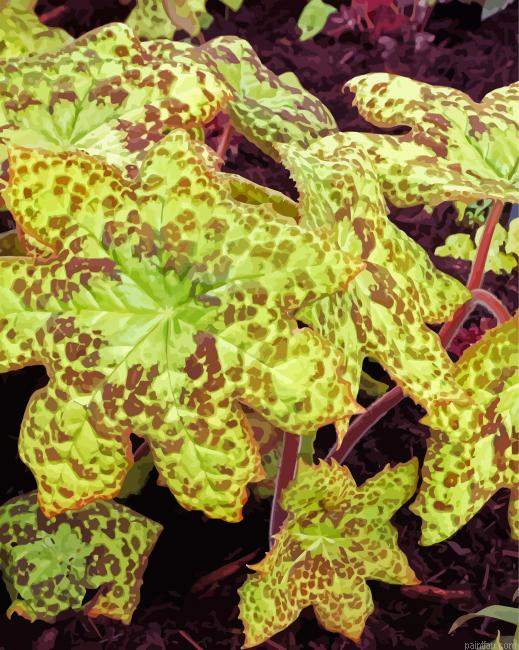 Podophyllum Spotty Dotty Paint By Numbers.png