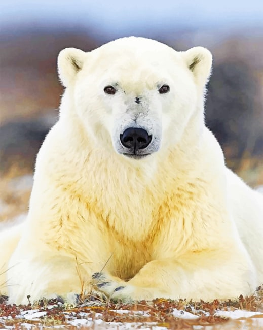 Polar Bear Paint By Number.png