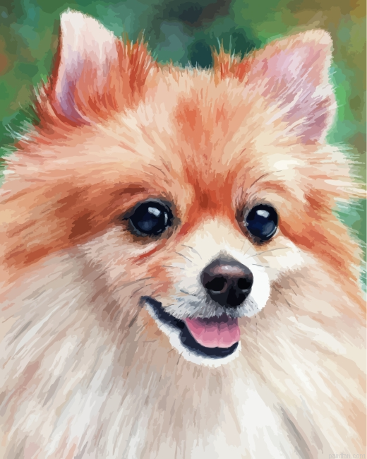 Pomeranian Dog Paint By Number.png