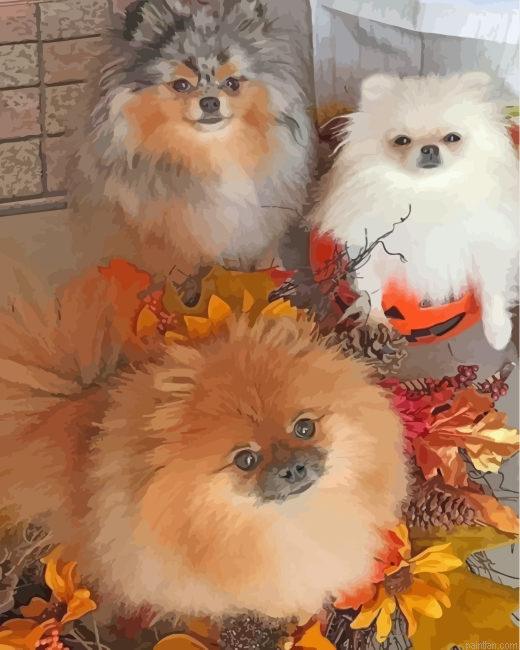 Pomeranian Dogs Paint By Number.png