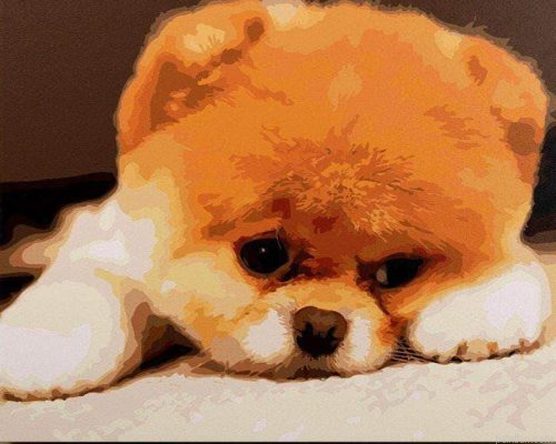 Pomeranian Puppy Paint By Numbers.png