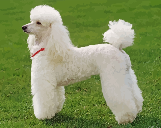Poodle Dog Paint By Number.png