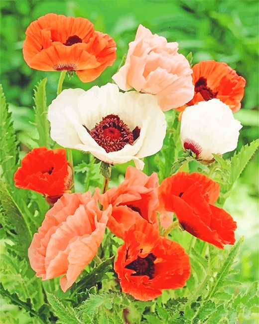 Poppy Colorful Flowers New Paint By Numbers.png