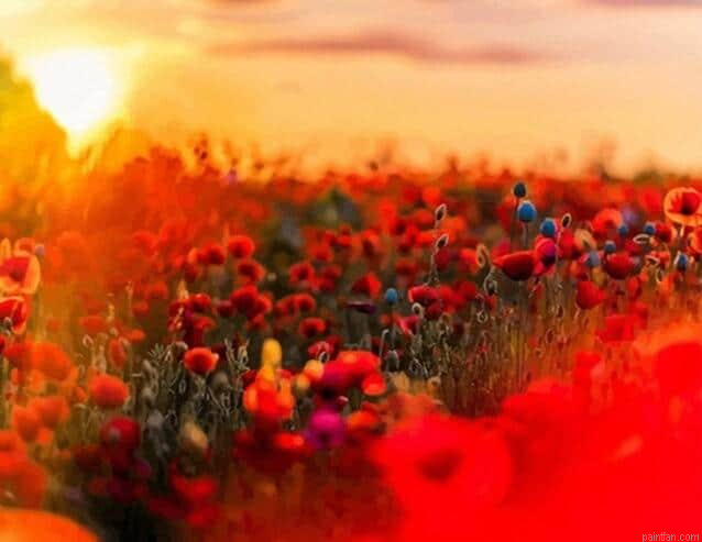 Poppy Field Paint By Numbers.png