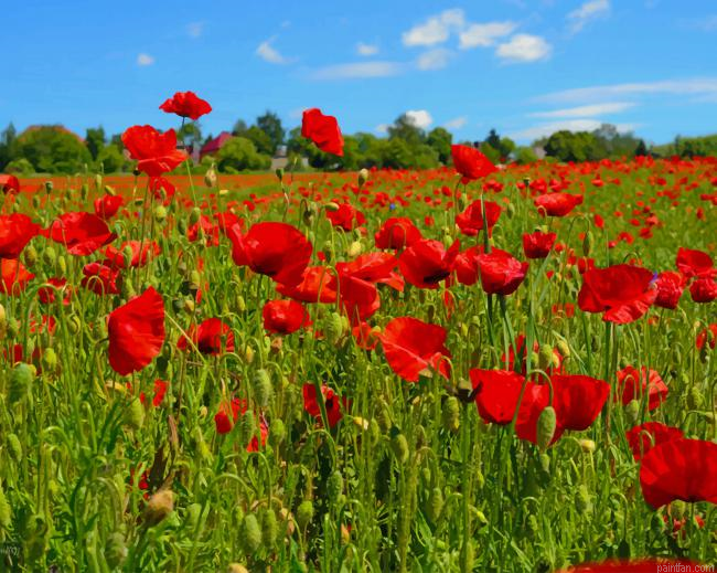 Poppy Flowers Field New Paint By Numbers.png