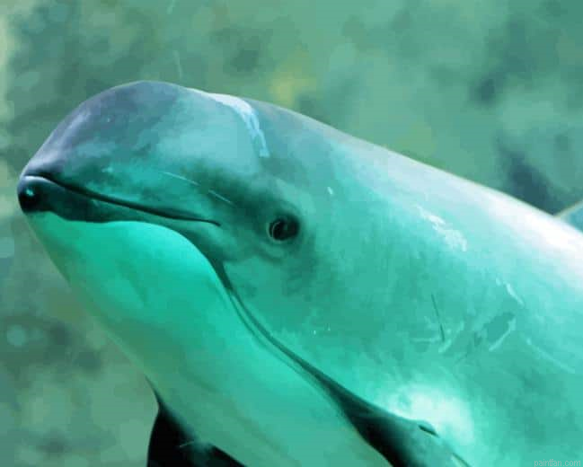 Porpoise Paint By Numbers.png