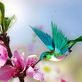 Pretty Hummingbird Paint By Numbers.png