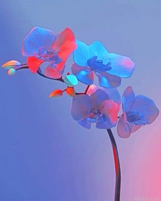 Pretty Orchid New Paint By Numbers.png