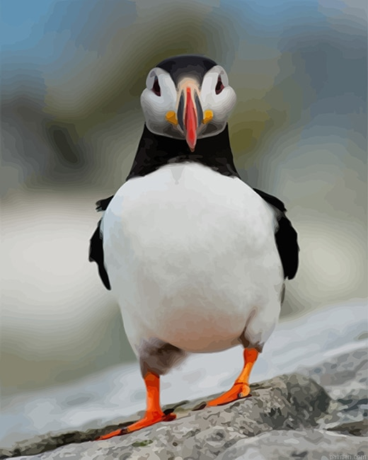 Puffin Funny New Paint By Numbers.png