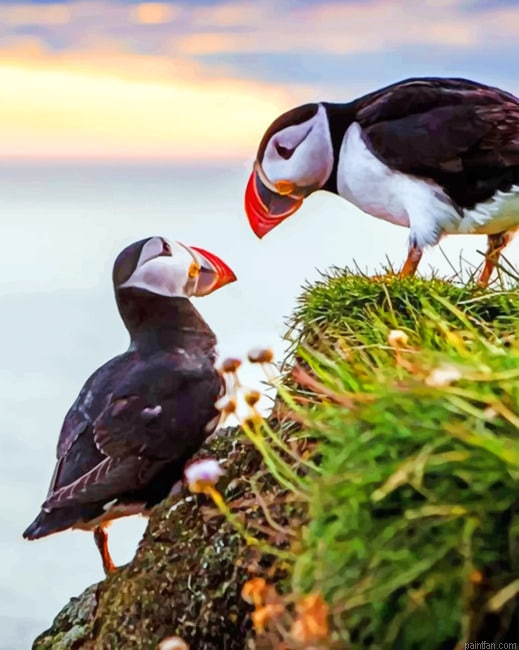 Puffins Birds Animals Paint By Numbers.png