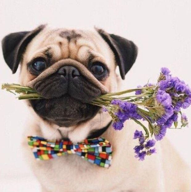 Pug And Flowers Paint By Numbers.png