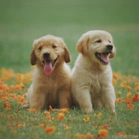 Puppies In The Park Paint By Numbers.png