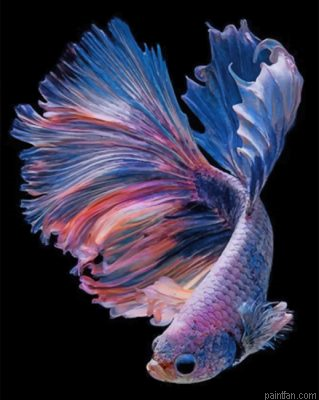 Purple Betta Fishe Vector Paint By Number.png