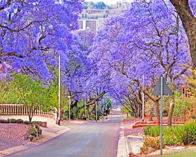 Purple Bloom Pretoria Paint By Number.png
