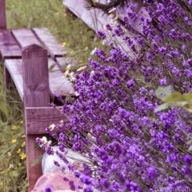 Purple Flowers Next To The Chair Paint By Numbers.png