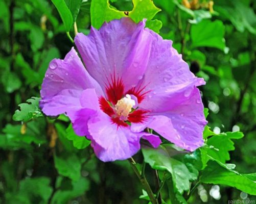 Purple Hibiscus Flower Paint By Number.png