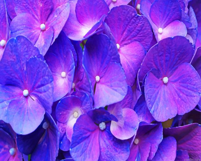 Purple Hydrangea Paint By Number.png