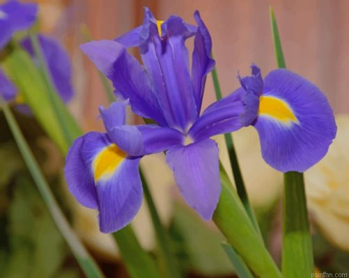 Purple Iris Flower Paint By Number.png