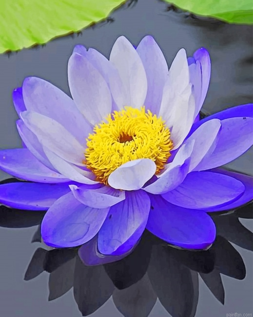 Purple Lotus Flower New Paint By Numbers.png