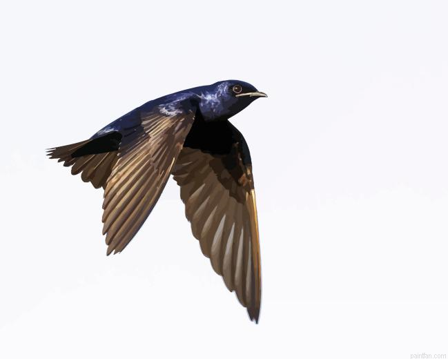 Purple Martin Paint By Numbers.png