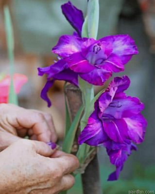 Purple Netted Iris Paint By Number.png