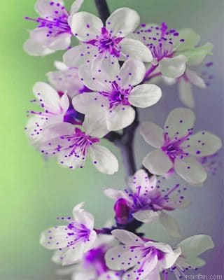 Purple Orchid New Paint By Numbers.png