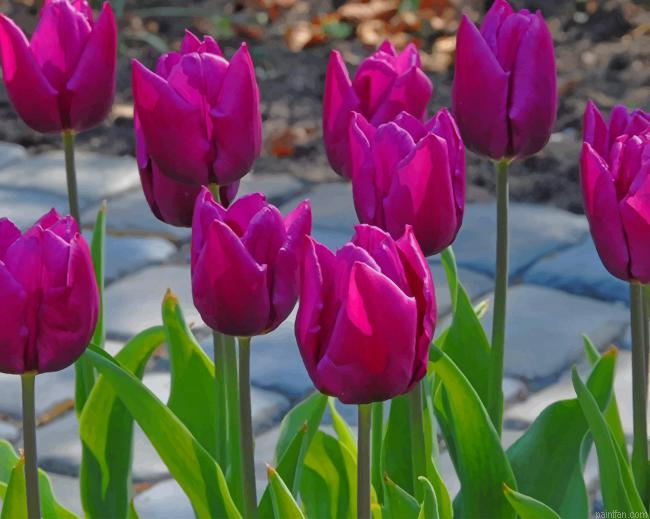 Purple Tulips New Paint By Numbers.png