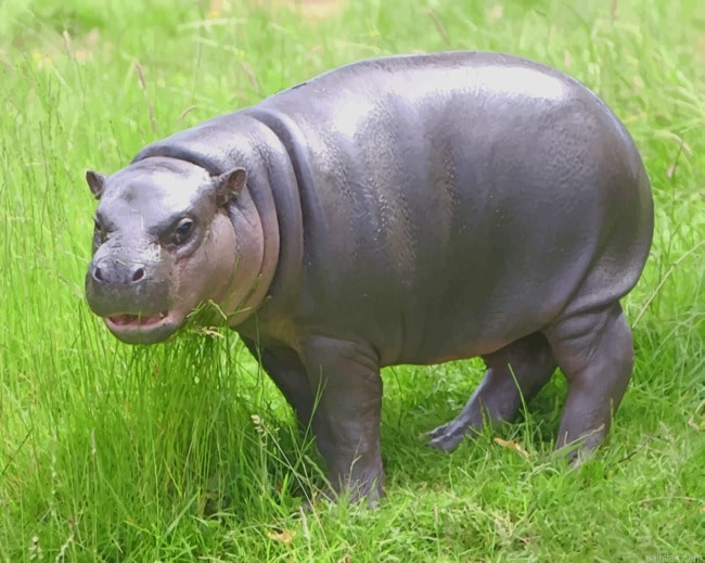 Pygmy Hippopotamus Animal Paint By Number.png