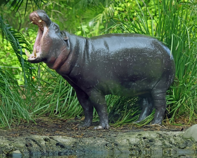 Pygmy Hippopotamus With Opened Mouth Paint By Number.png