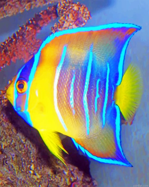 Queen Angelfish New Paint By Numbers.png