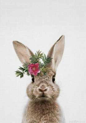 Rabbit Flower Paint By Numbers.png