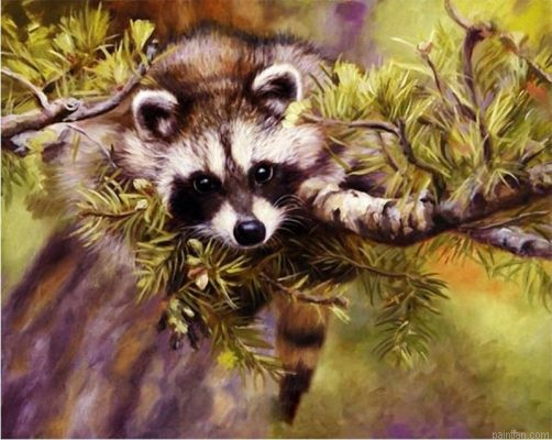 Raccoon Animals Paint By Numbers.png