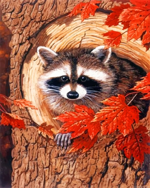 Raccoon In The Fall Animals Paint By Numbers.png