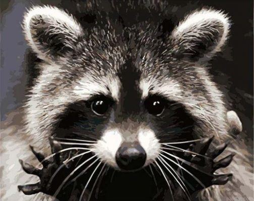 Raccoons Of Rica Paint By Numbers.png
