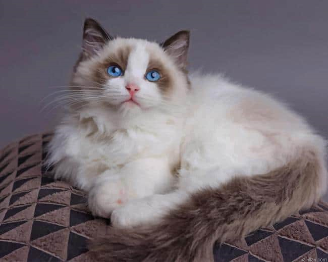 Ragdoll Cat New Paint By Numbers.png