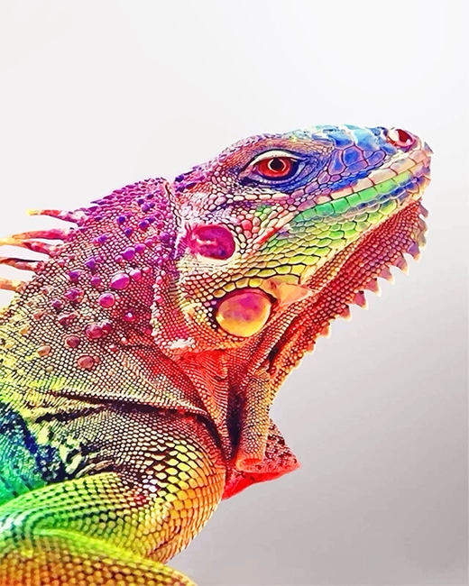 Rainbow Iguana New Paint By Numbers.png