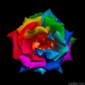 Rainbow Rose Paint By Numbers.png