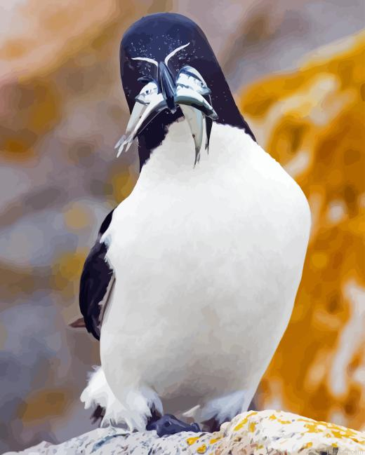 Razorbill Bird Paint By Numbers.png