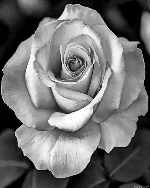 Realistic Roses Black And White Paint By Number.png