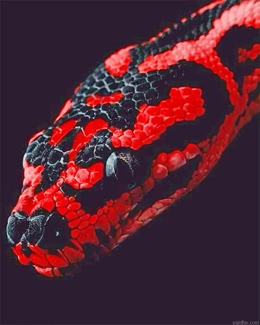 Red And Black Python New Paint By Numbers.png