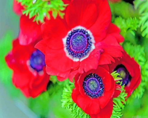 Red Anemone Flower Paint By Number.png