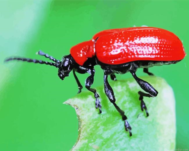 Red Beetle Paint By Numbers.png